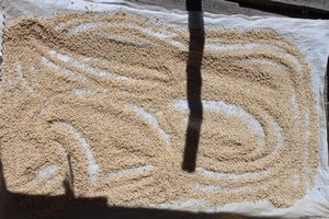 Quinoa drying in the sun