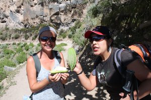 Jessica introduces us to the Andean Banana