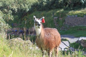the fascination with llama´s continues..