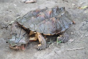 mutant snapping turtle