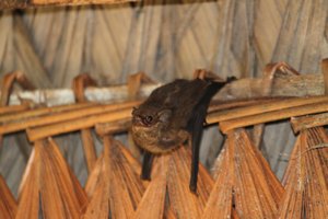 don't you reckon these bats look like chihuahua's?