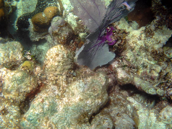 snorkelling at the coral garden