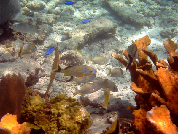 snorkelling at shark & ray alley
