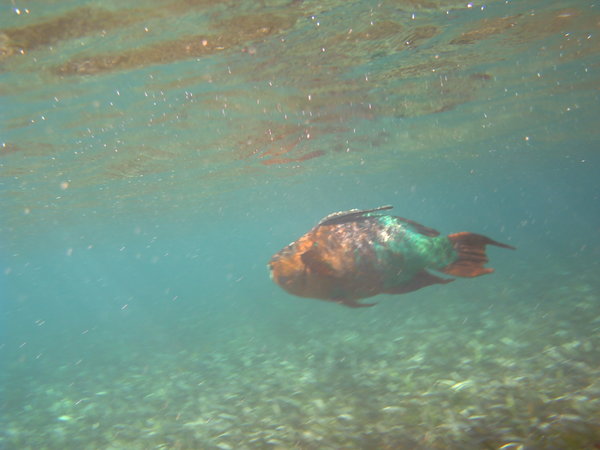 snorkelling at hol chan marine reserve