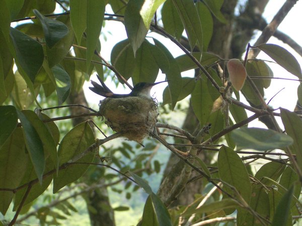 mumma hummingbird on her nest