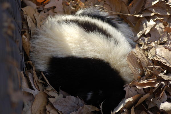 This skunk is alive at Virginia Living Museum