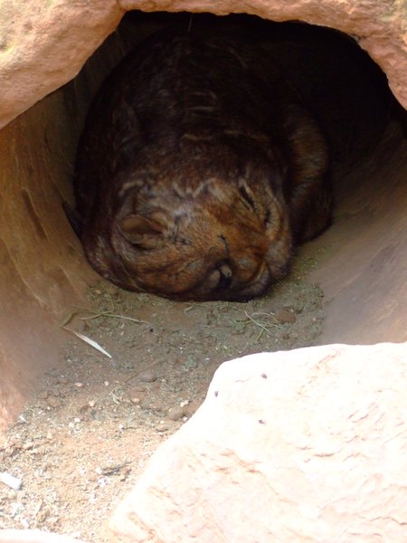 Fellbeutel oder auch Wombat