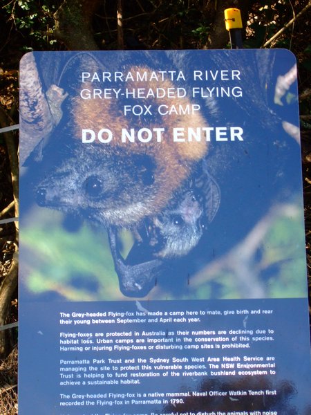 Die Fledermaeuse von Parramatta