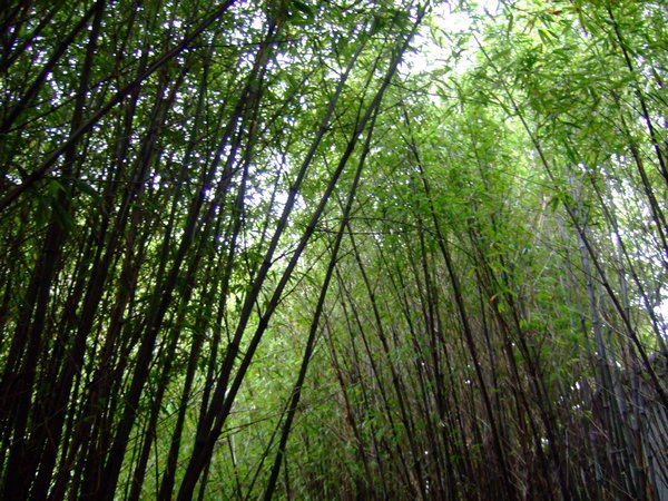 Ich glaub ich steh im Bambuswald