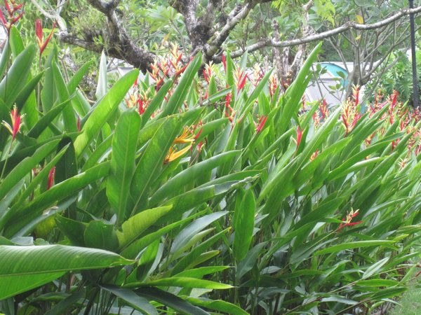 Orchid / Hibiscus gardens