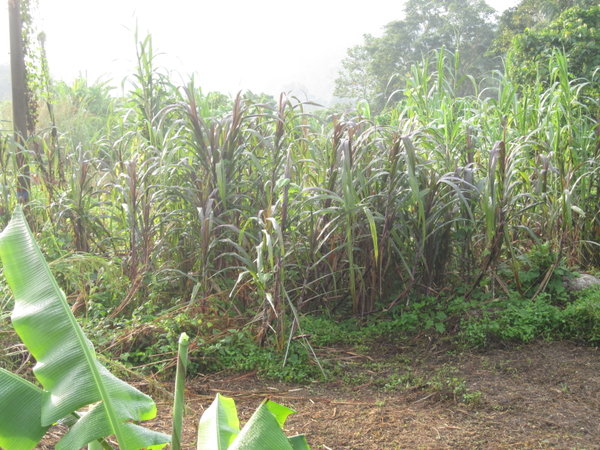 sugar cane1