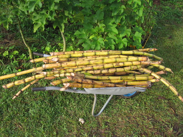 sugar cane 2