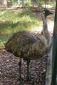 Mr Emu
