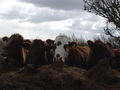 Cows along the roadside