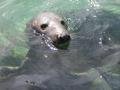 Hello Mr. local seal :)