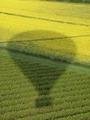 The balloons shadow on the rape fields