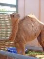 Tinkerbell the pet camel