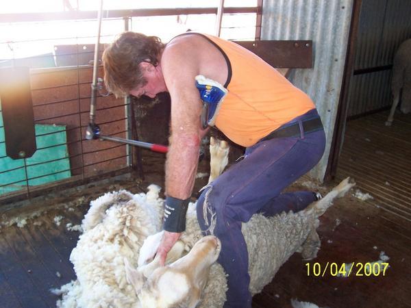 Sheep-Shearing 