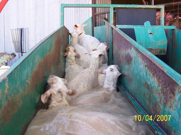 Sheeps dipped in chemically treated water