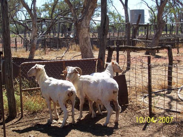 Sheared Sheeps