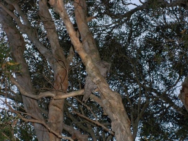 Owl well camouflaged