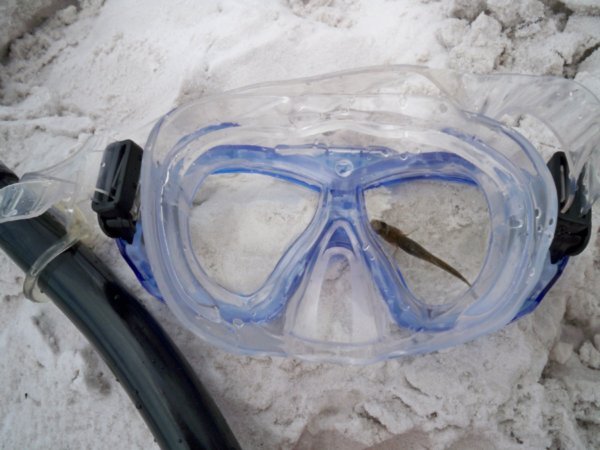 Fish in goggles