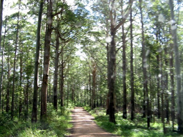 Beerburrum State Forest