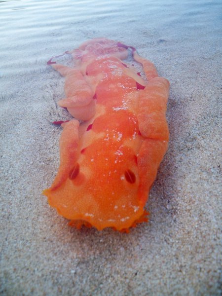 Sea slug (Coral Bay)