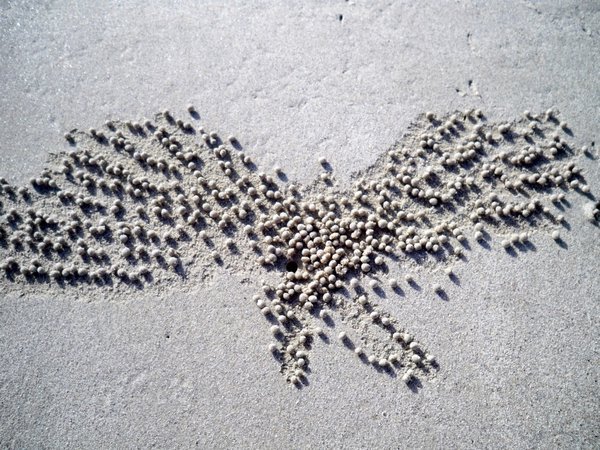 Crab Art