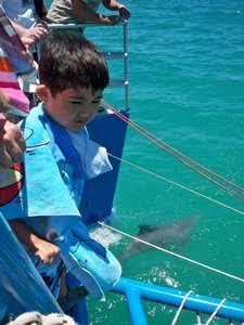 Shark Bay Cruise