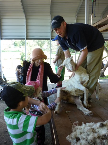 Sheep Shearing