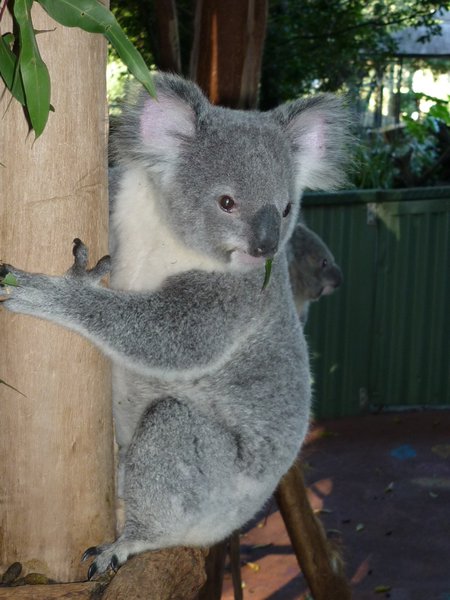 A very cute Koala