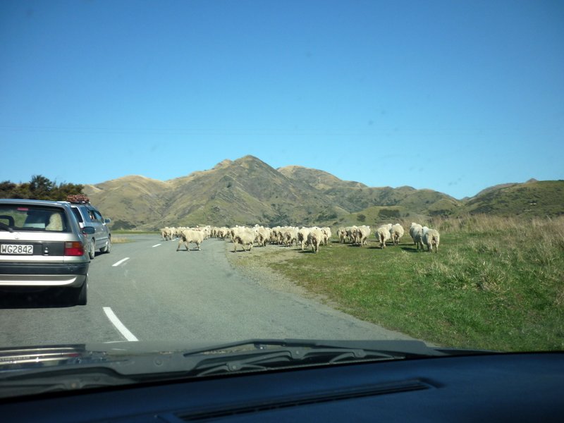 Sheep blocking the road