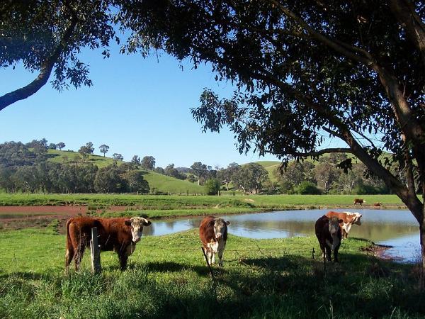 cows on the farm