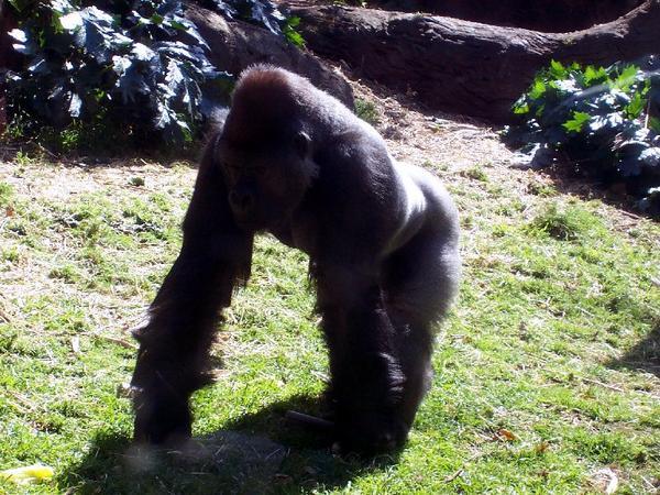 Alpha-male gorilla