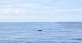 Minke Whale Back