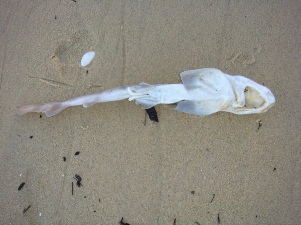 dead shark