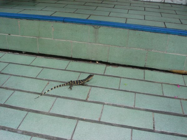 A small crocodile thingy we met on the street :)