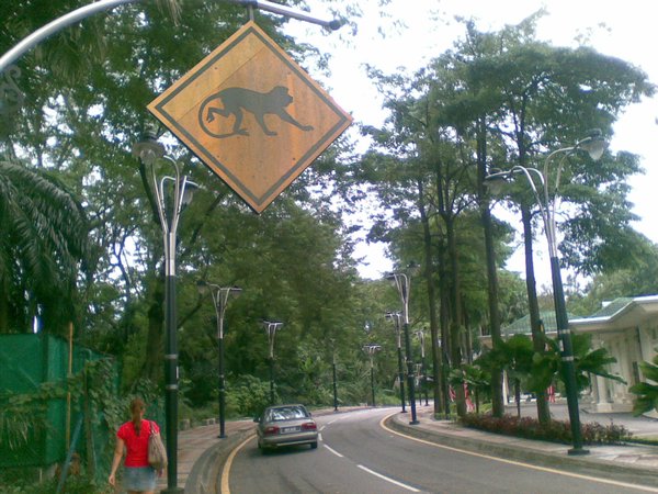 Monkeys crossing!