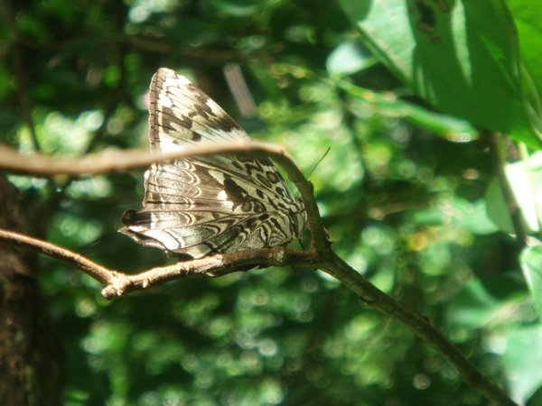 Butterfly at national park