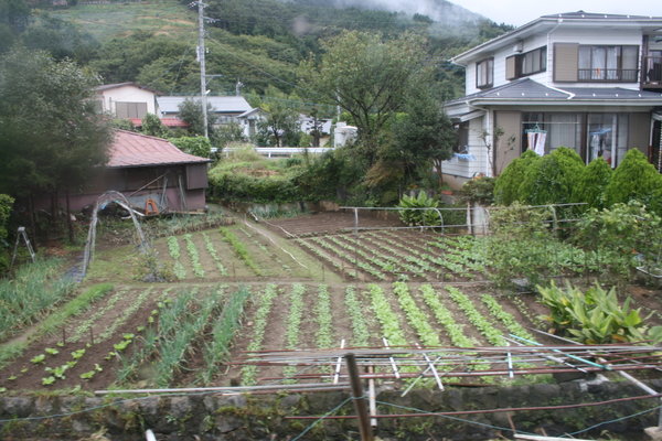 Vegetable Patch