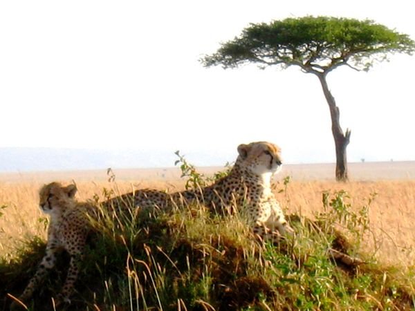 Masai Mara 