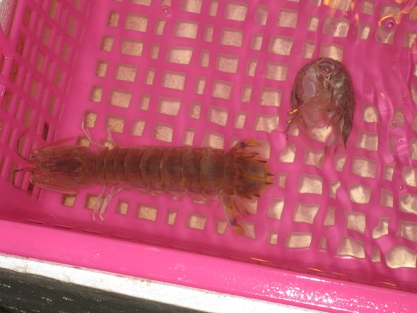 weird looking 'prawn' thingy