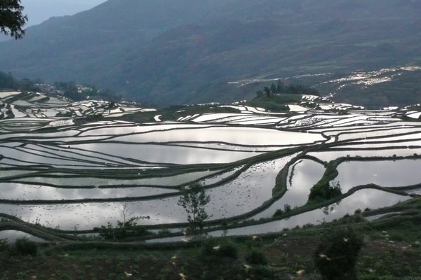 The Yuanyang Rice Terraces