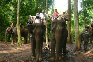 Lau Elephant camp