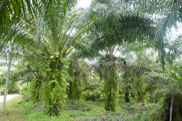 The Palm Oil tree