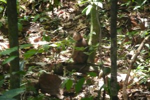 A Pig Tail Monkey