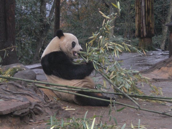 Tai Shan - doing what pandas like best
