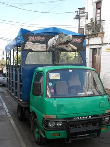 Dino Bus