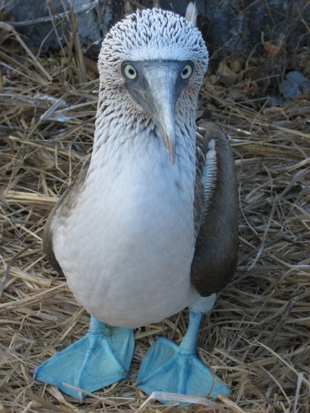 Blue Footed Booby!